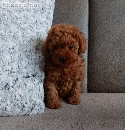 Toy uszkár kislány Szerető gazdit keres