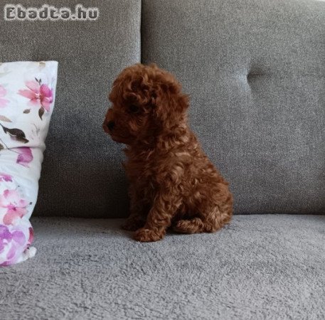 Toy uszkár kislány Szerető gazdit keres