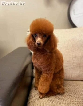 Toy uszkár kislány Szerető gazdit keres