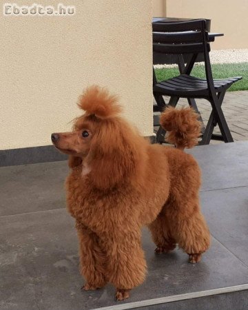 Toy uszkár kislány Szerető gazdit keres