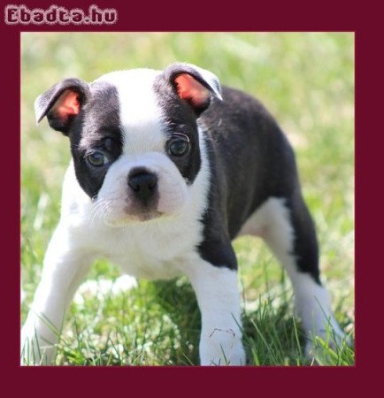 AKC Boston Terrier kölykök
