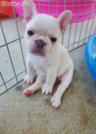 adorable Frenchie puppies for sale
