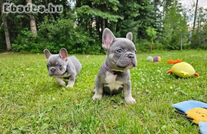 adorable Frenchie puppies for sale