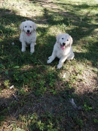 Kuvasz kölykök törzskönyves szülőktől