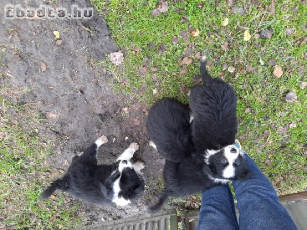 Border Collie fajtajellegű kiskutyák