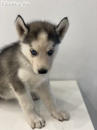 Husky gyönyörű  kiskutyák ingyen elvihetőek