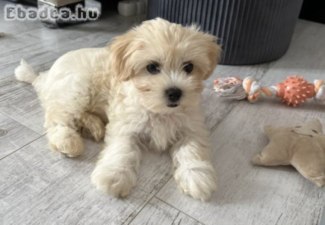 Bichon havanese kiskutya