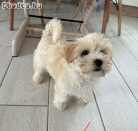 Bichon havanese kiskutya