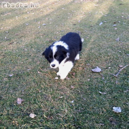 Border Collie fajtajellegű kiskutyák