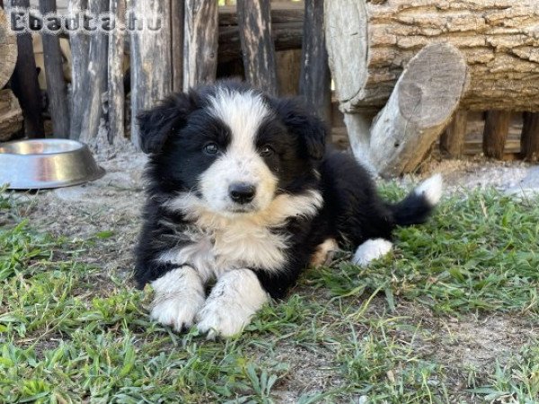 Border Collie kiskutyák