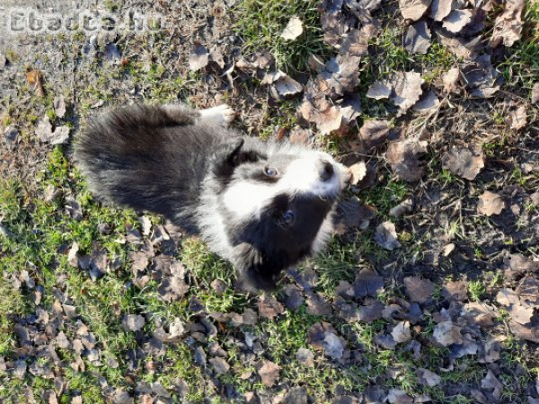 Border Collie fajtajellegű kiskutyák