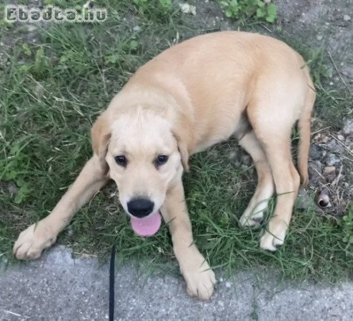 4 hónapos Golden Retriever