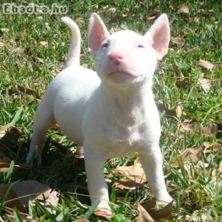 Bullterrier kölykök