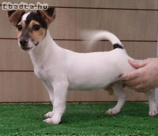 Jack Russell Terrier kölykök