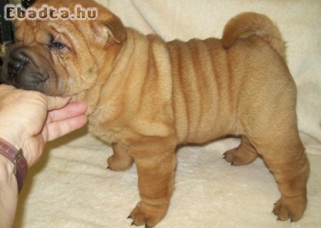 Shar Pei kölykök