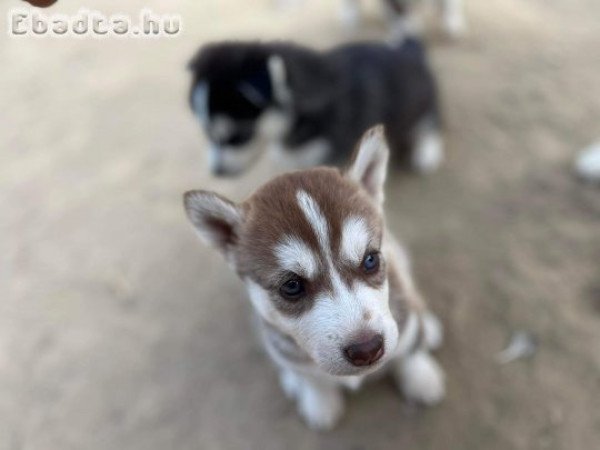 Eladó husky kiskutyák