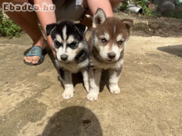 Eladó husky kiskutyák