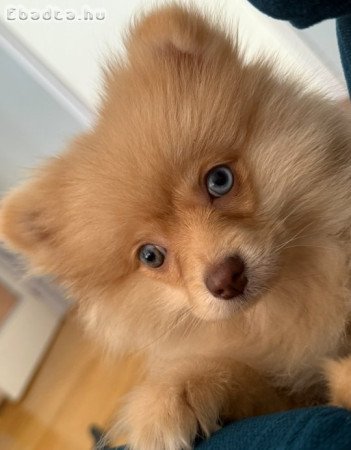 Eladó kék szemű pomeraniai törpe spicc