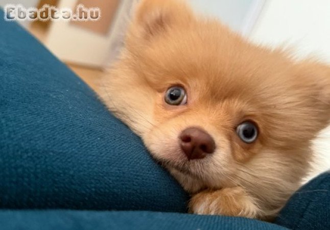 Eladó kék szemű pomeraniai törpe spicc