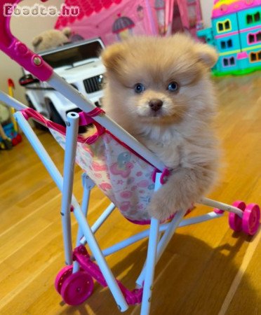 Eladó kék szemű pomeraniai törpe spicc
