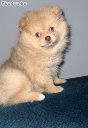 Eladó kék szemű pomeraniai törpe spicc