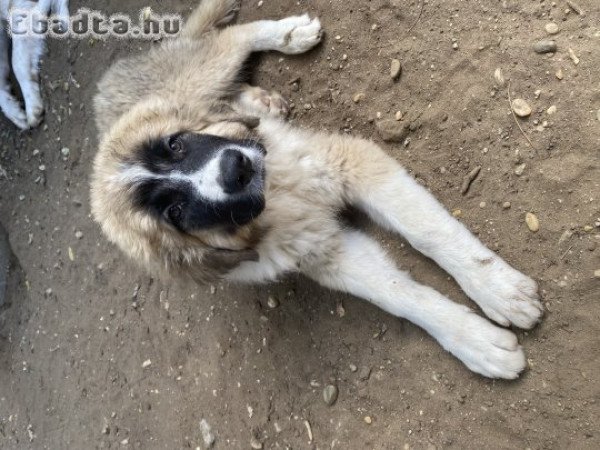 Eladó moszkvai őr kiskutyák