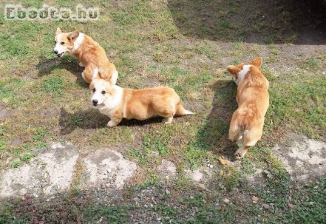 Corgi welsh pembroke növendékek  eladók