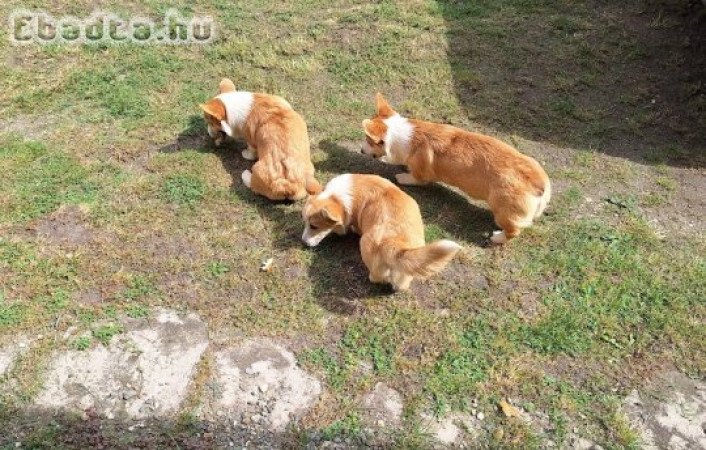 Corgi welsh pembroke növendékek  eladók