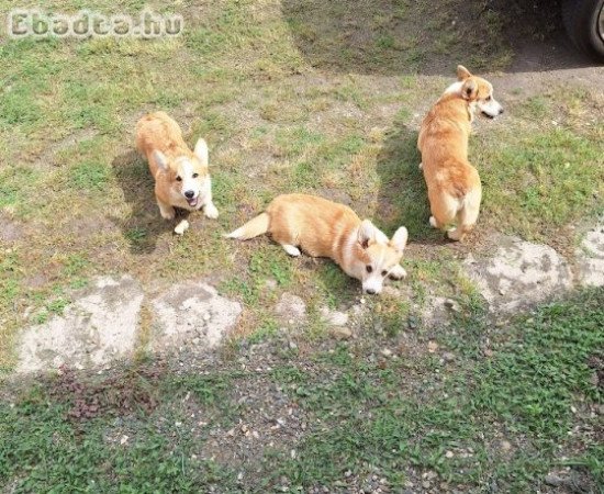 Corgi welsh pembroke növendékek  eladók