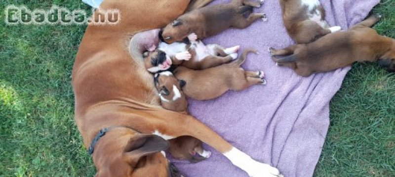 Boxer kutyusok új gazdit keresnek