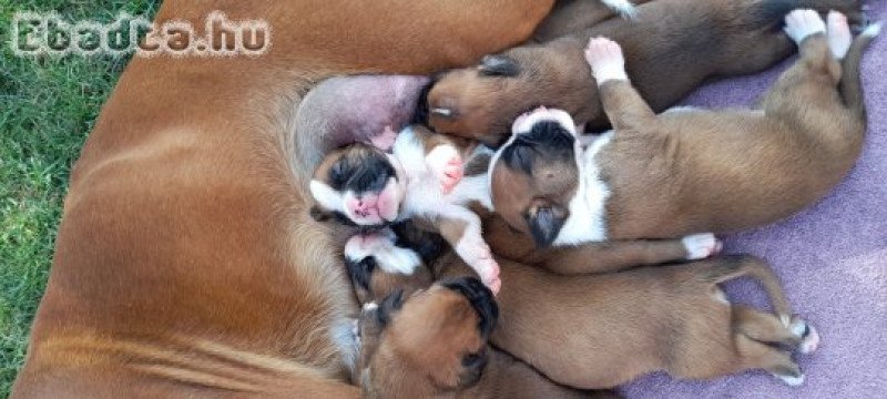 Boxer kutyusok új gazdit keresnek