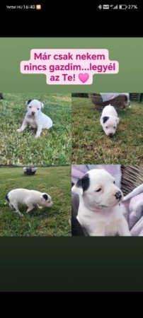 staffordshire terrier