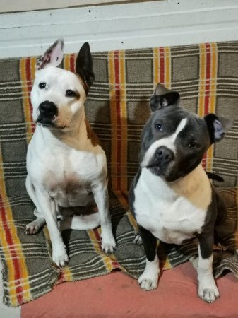 staffordshire terrier