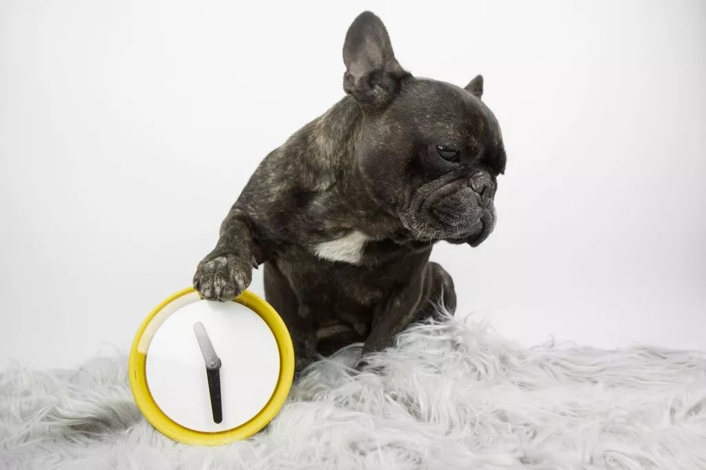 A kutyák az orruk alapján érzik, mennyi az idő