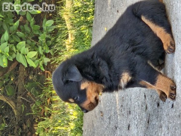 Rottweiler kiskutya eladó