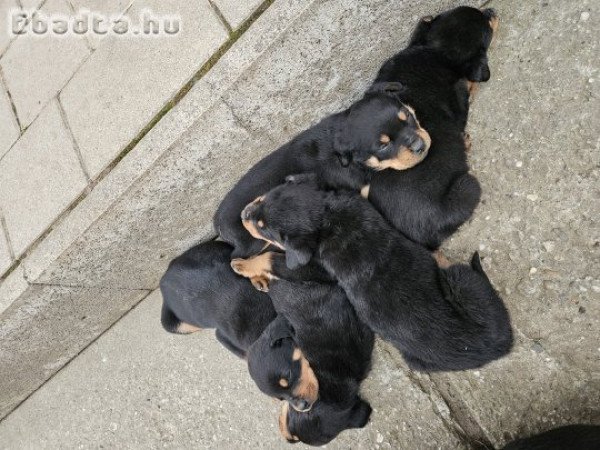 Rottweiler kiskutya eladó