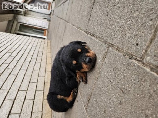 Rottweiler kiskutya eladó