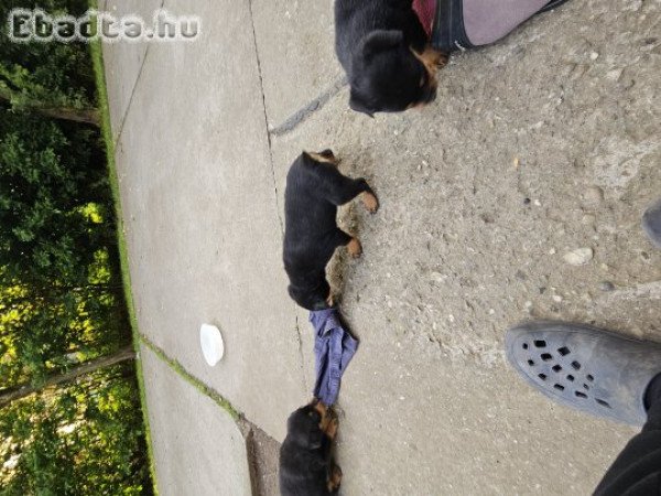 Rottweiler kiskutya eladó