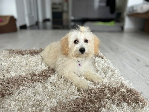 Máltai selyemkutya x törpe uszkár