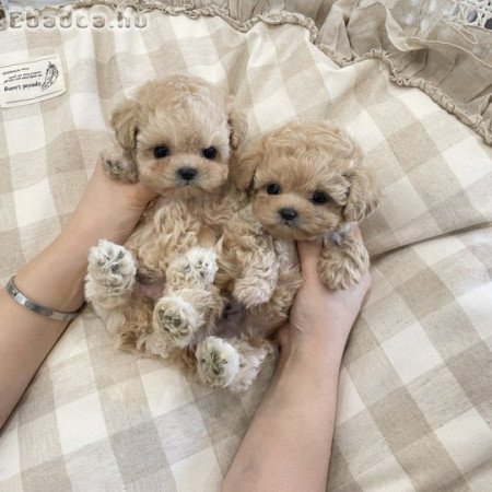 Maltipoo Welpe sin ferkhaaft fer ti hëm