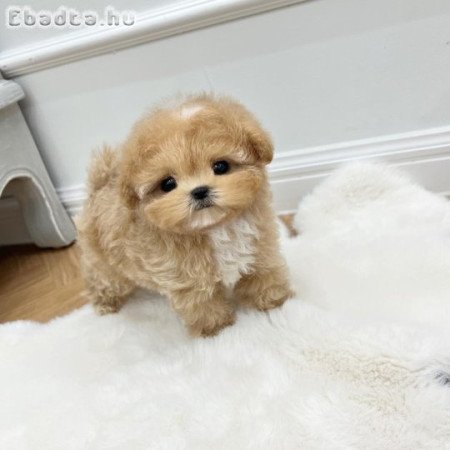 Maltipoo Welpe sin ferkhaaft fer ti hëm