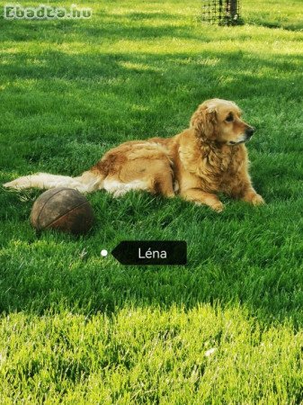 4 éves golden szuka