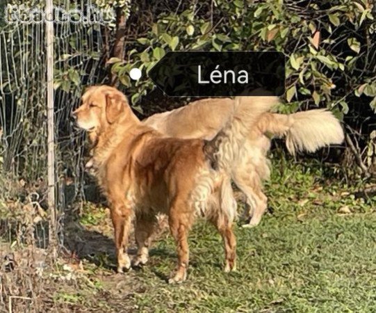 4 éves golden szuka