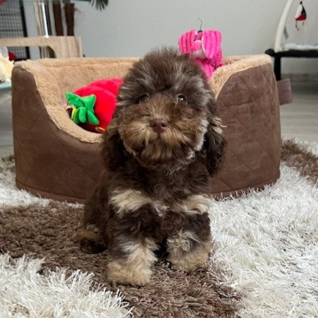 Máltai selyemkutya x toy uszkár