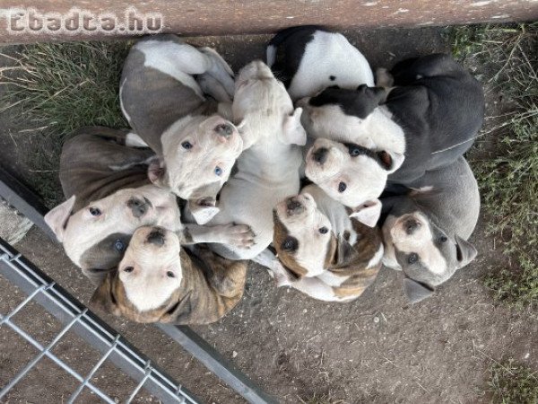 amerikai staffordshire terrier eladó