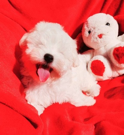 Bichon Havanese
