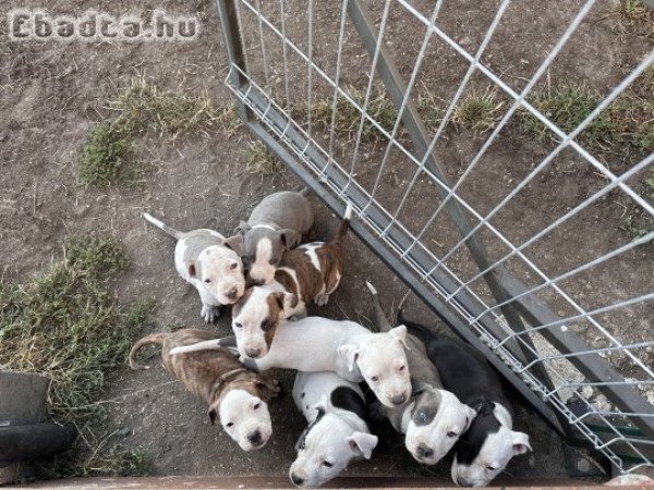 amerikai staffordshire terrier eladó