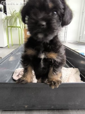 Yorki kislány 10hetes