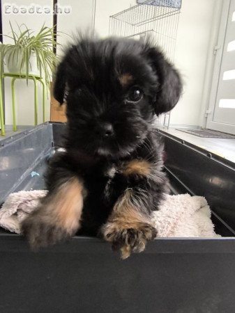 Yorki kislány 10hetes