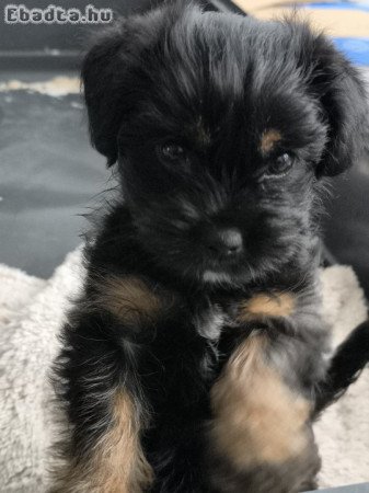 Yorki kislány 10hetes